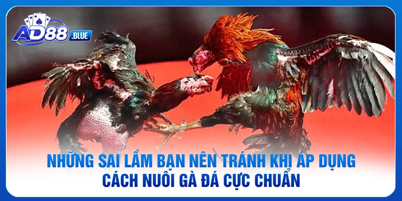 Những sai lầm bạn nên tránh khi áp dụng cách nuôi gà đá cực chuẩn